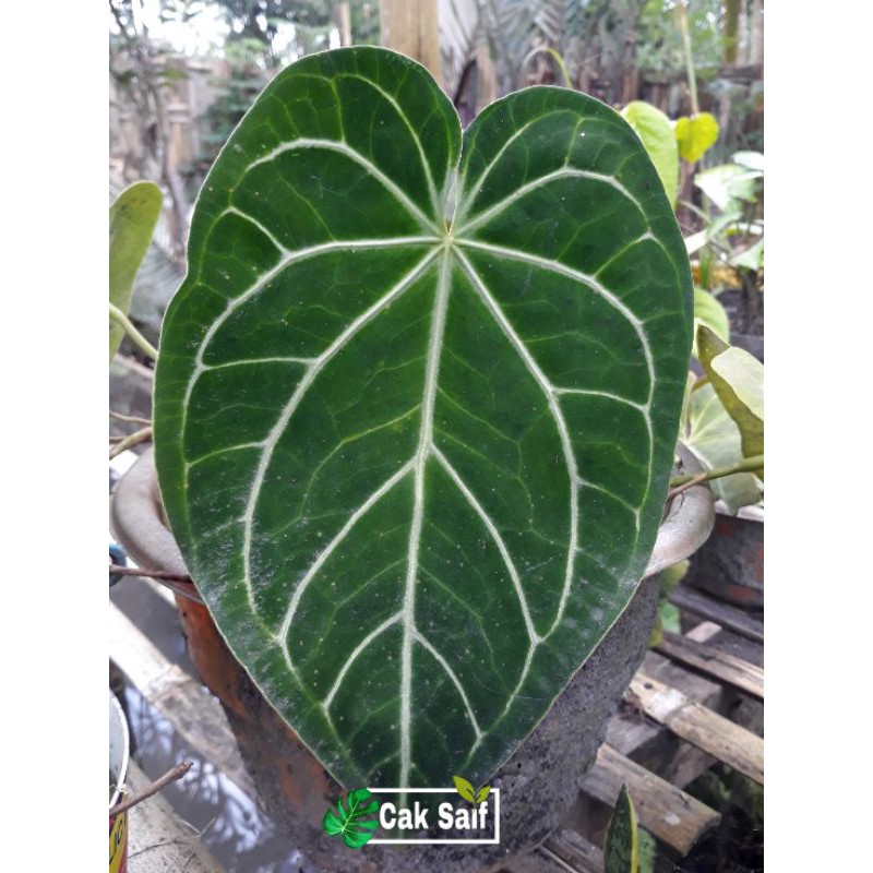 Anthurium Crystalinum / Kuping Gajah Crystalinum Batang Kotak
