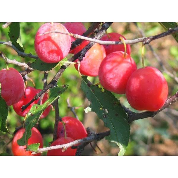 Bibit Plum Merah/Tanaman Plum Merah Okulasi Cepat Berbuah