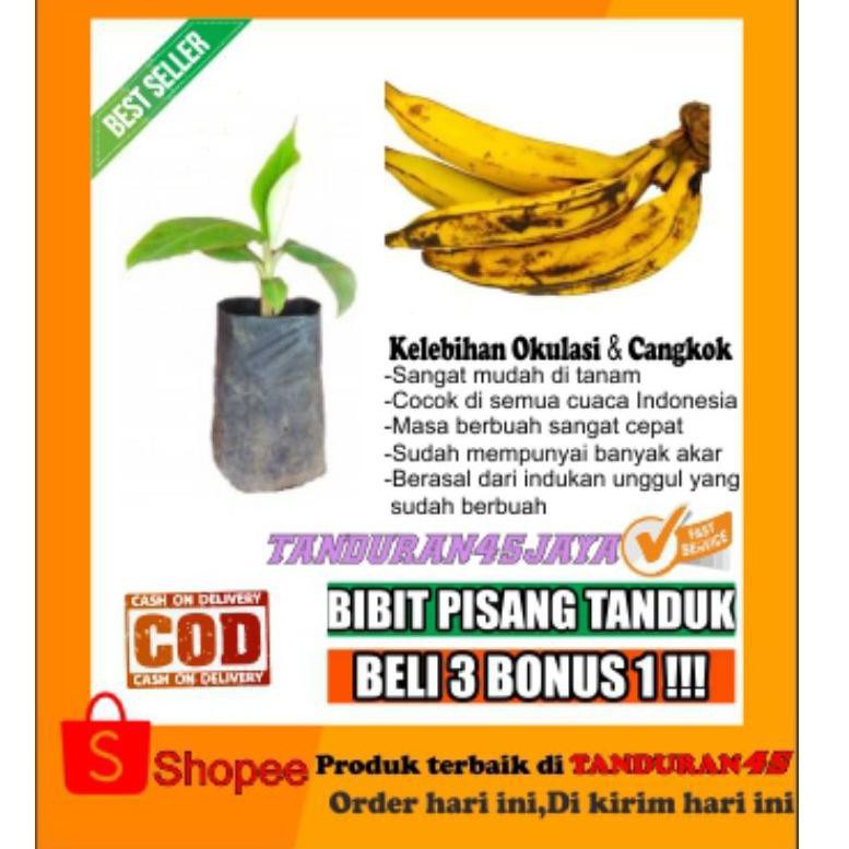 【19999】 Bibit pisang tanduk/bibit pisang/pisang tanduk