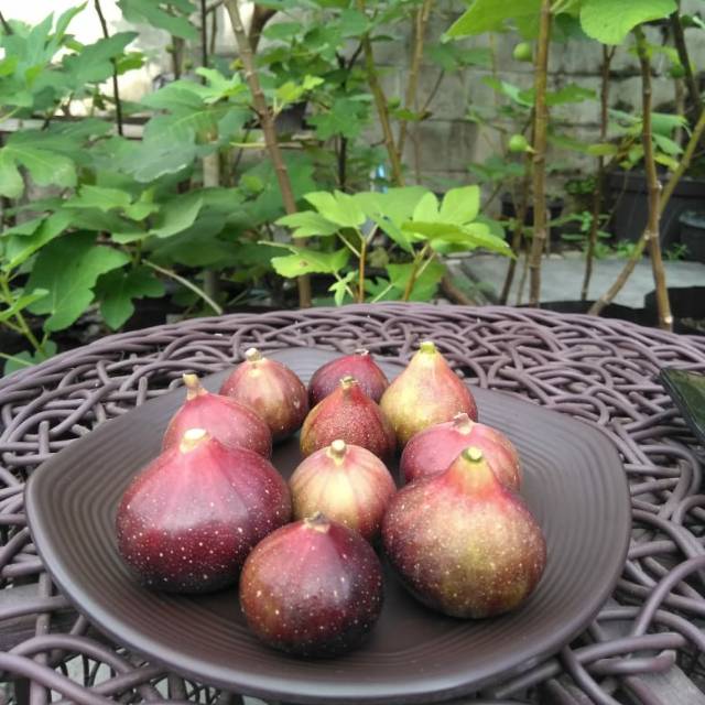 angeliniastefhasavana