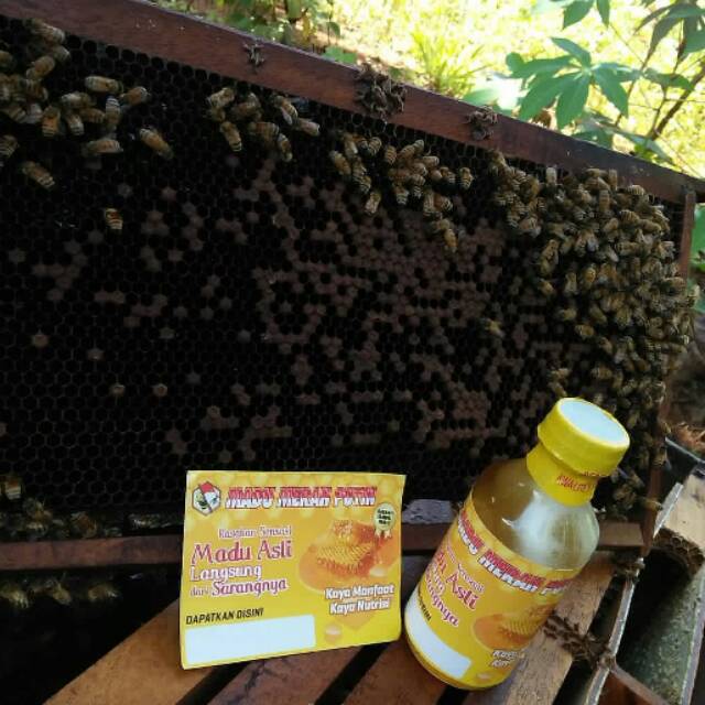 

Madu Murni Asli (Madu Sono Keling)