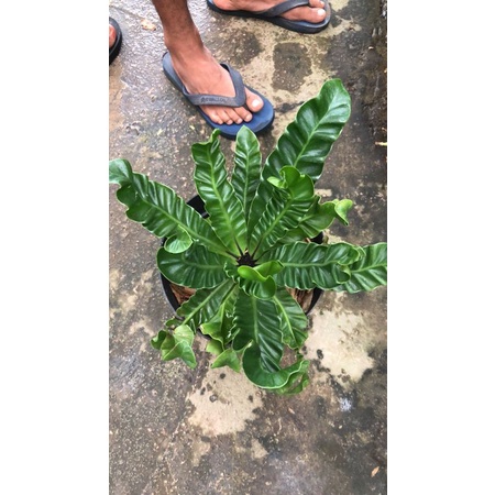 Gaardeen Tanaman Kadaka Lasagna Rimbun Berkualitas + Pot