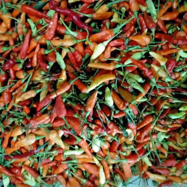 

Cabe rawit merah (cabe setan)