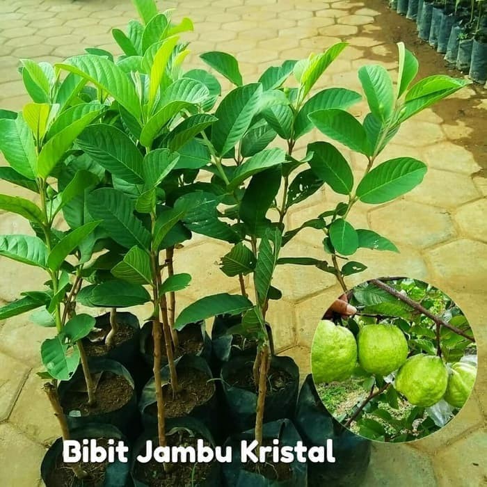 Bibit Jambu Kristal Taiwan Tanaman Buah Jambu Kristal Bibit