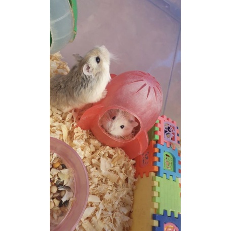 Hamster Roborovski (SURABAYA)