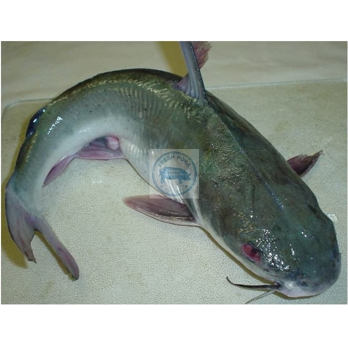 

Ikan Lele segar ( Fresh Cat FISH )