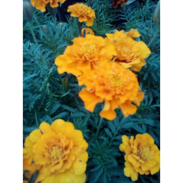 Bunga Kenikir/bunga tai ayam