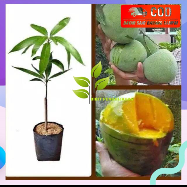 Bibit mangga kelapa super manis