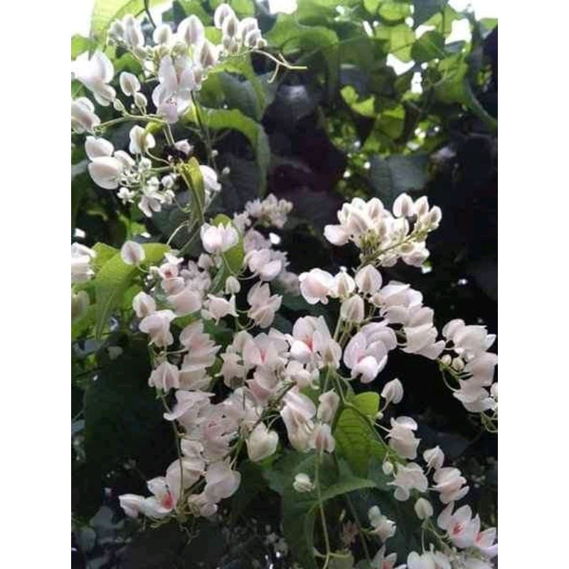 bibit air mata pengantin