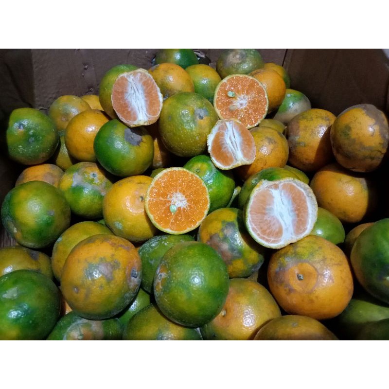 

JERUK SIAM MADU MALANG