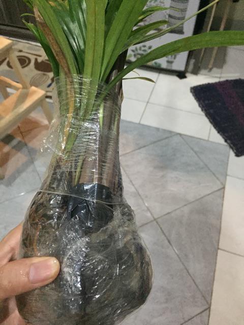 Pohon Sereh Wangi Sereh Merah