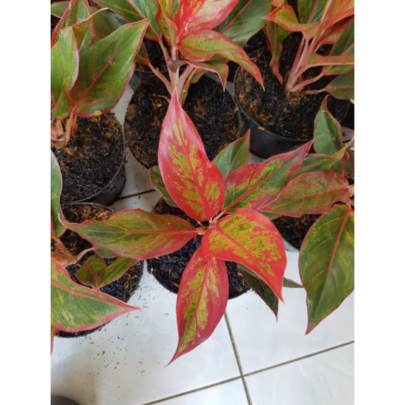 Aglonema Lipstik / Siam Aurora Mutasi