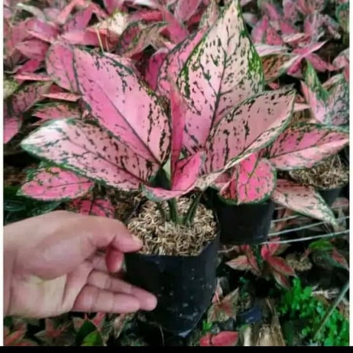 ready Tanaman hias aglonema lady valentine-aglonema lady valentine