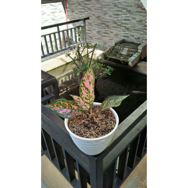 tanaman hias aglonema lady valentin-aglaonema lady valentin-bibit aglonema lady valentin-pohon aglo