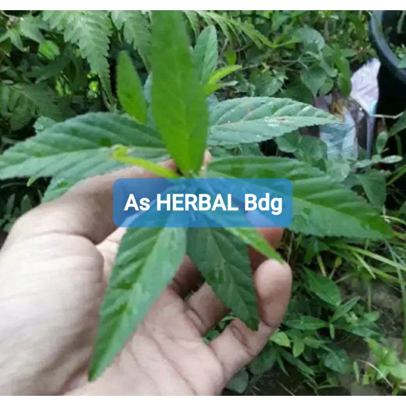 

Paket hemat daun tanaman sidaguri Jantan segar 250 gram petik langsung-az