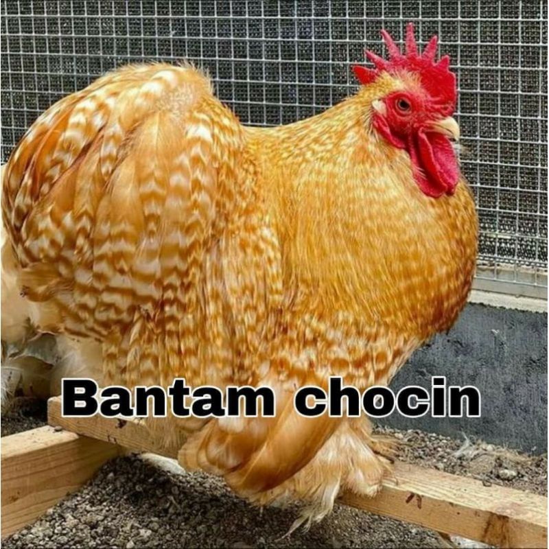 

TELUR AYAM HIAS BANTAM CHOCIN UNTUK DI TETASKAN