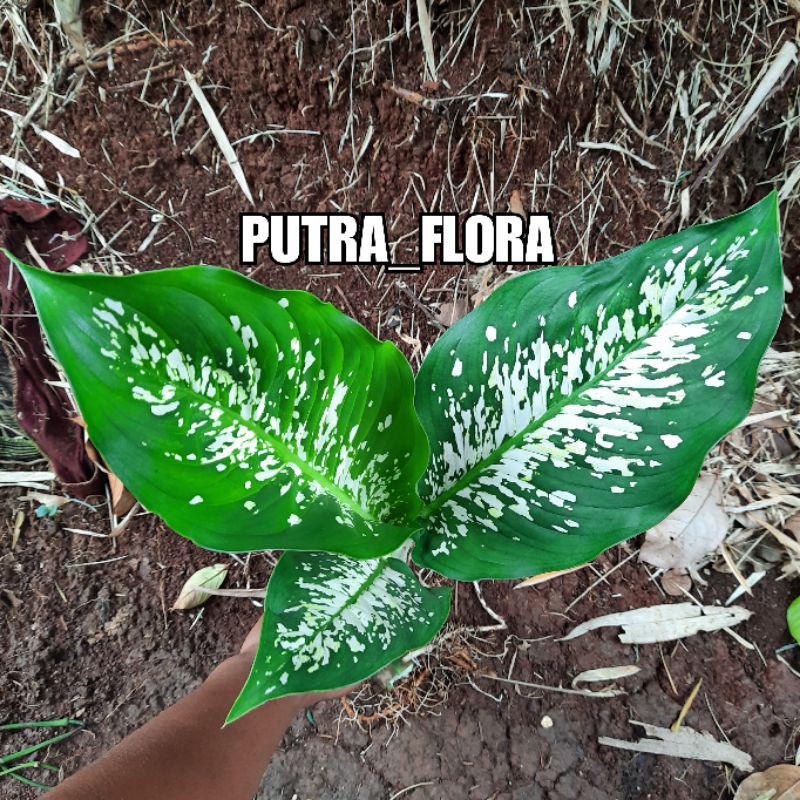 tanaman hias sri rezeki blanceng putih blanceng beras tumpah