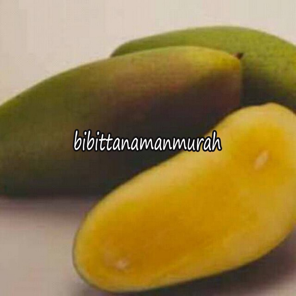 BIBIT MANGGA GOLEK MALAYSIA SUPER (COCOK DI TANAM POT)