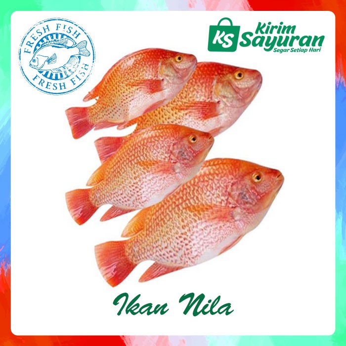 

Ikan Nila (500 g)