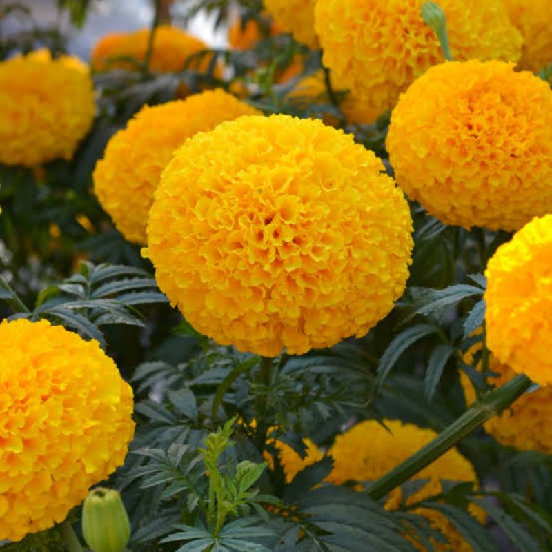 benih bunga marigold.