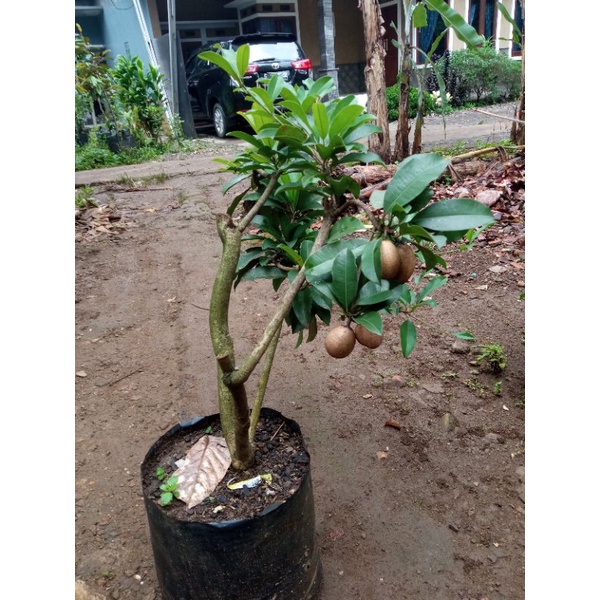 bibit sawo cangkokan berbuah