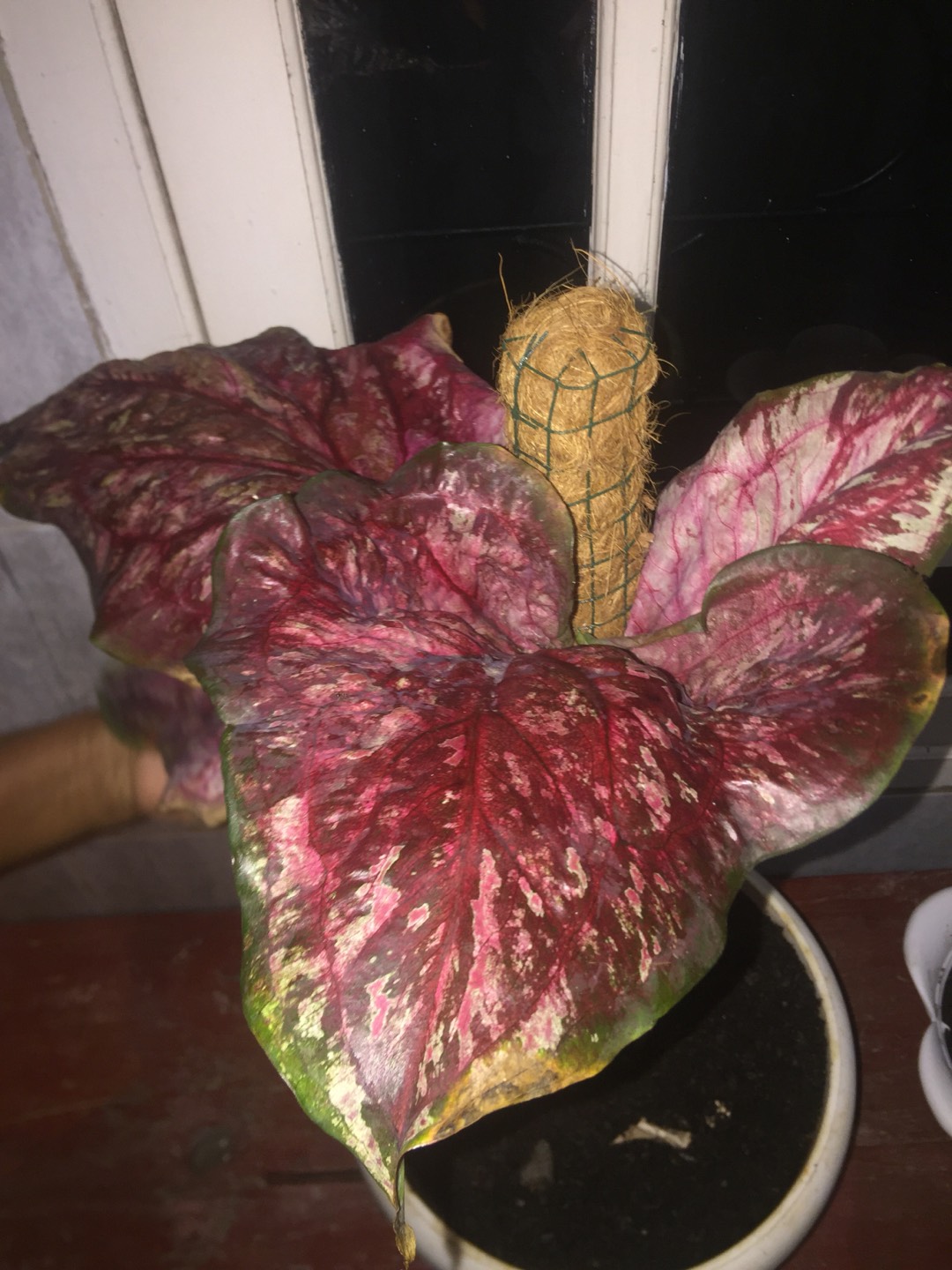 Caladium Whorton,bibit Caladium ,keladi Hias