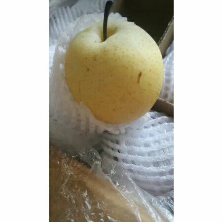 

Buah Pear Century