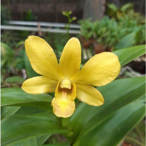 bibit Anggrek dendrobium sure gold