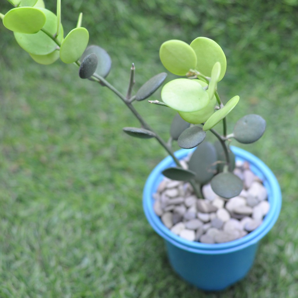 Tanaman Merambat dan Gantung Sukulen/Succulent Xerosicyos Danguyi (Dolar)