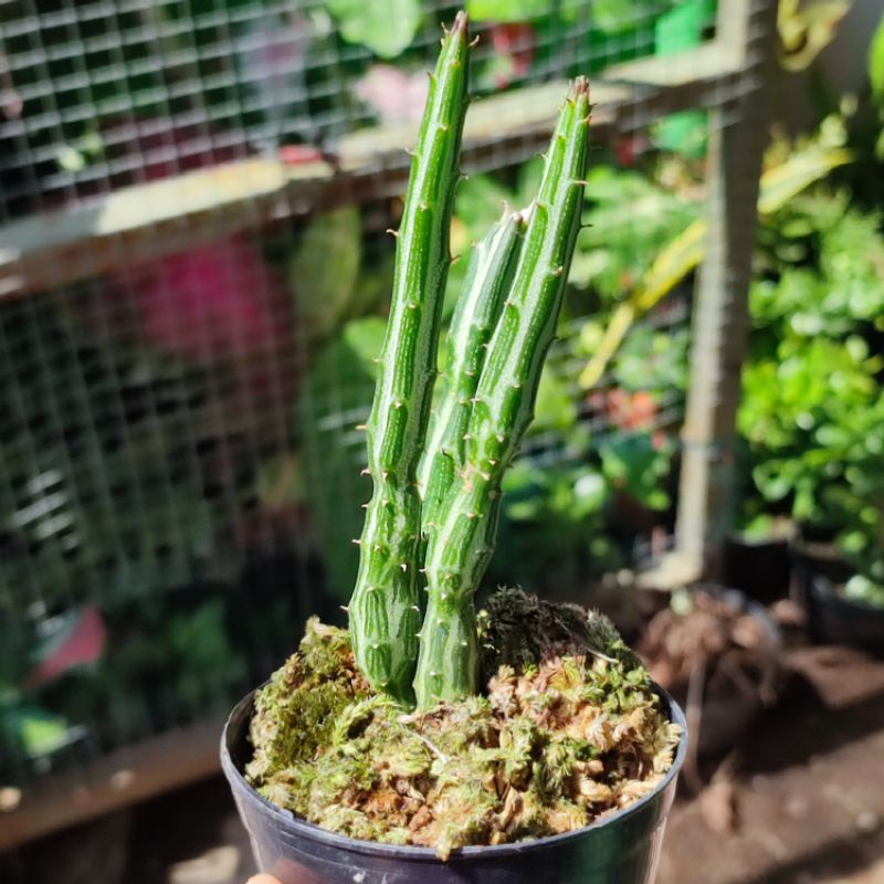 Kaktus Pensil Senecio Stapeliiformis unik