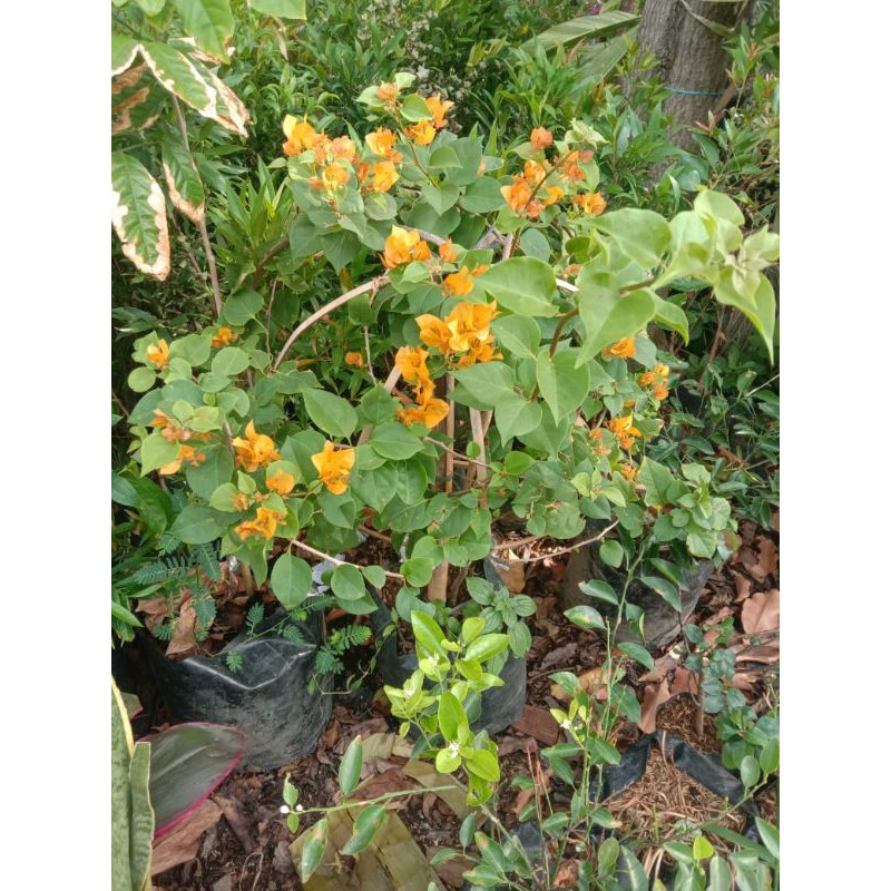 pohon bunga bougenvile kuning