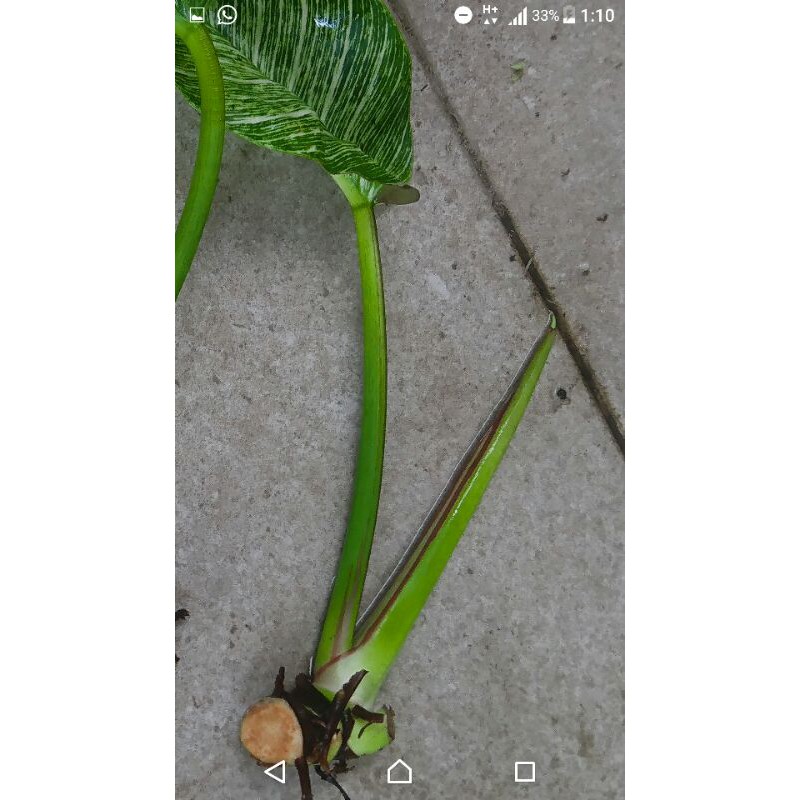 Philodendron Birkin (Bibit)