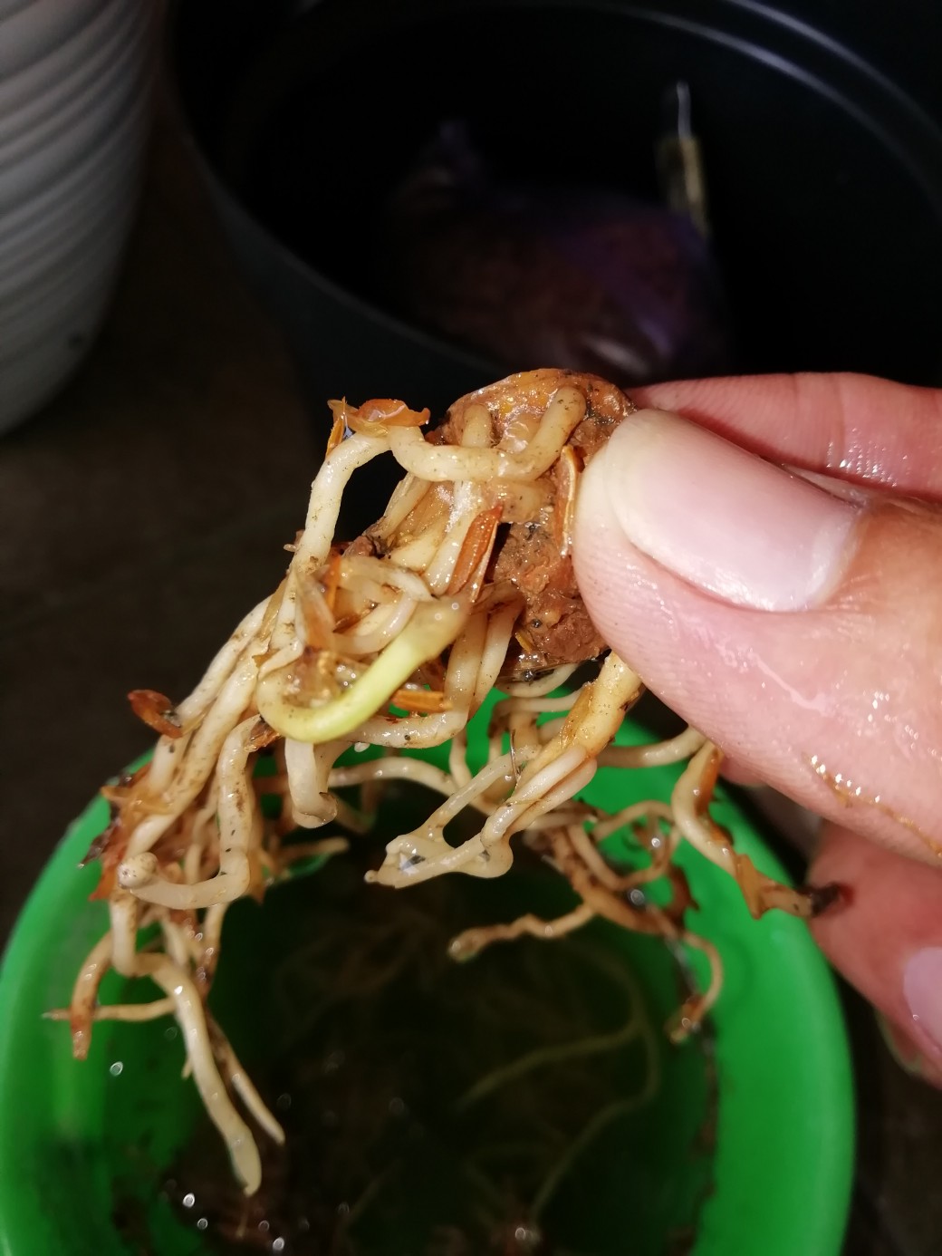 Bonggol Bunga Aglonema Golden Hope