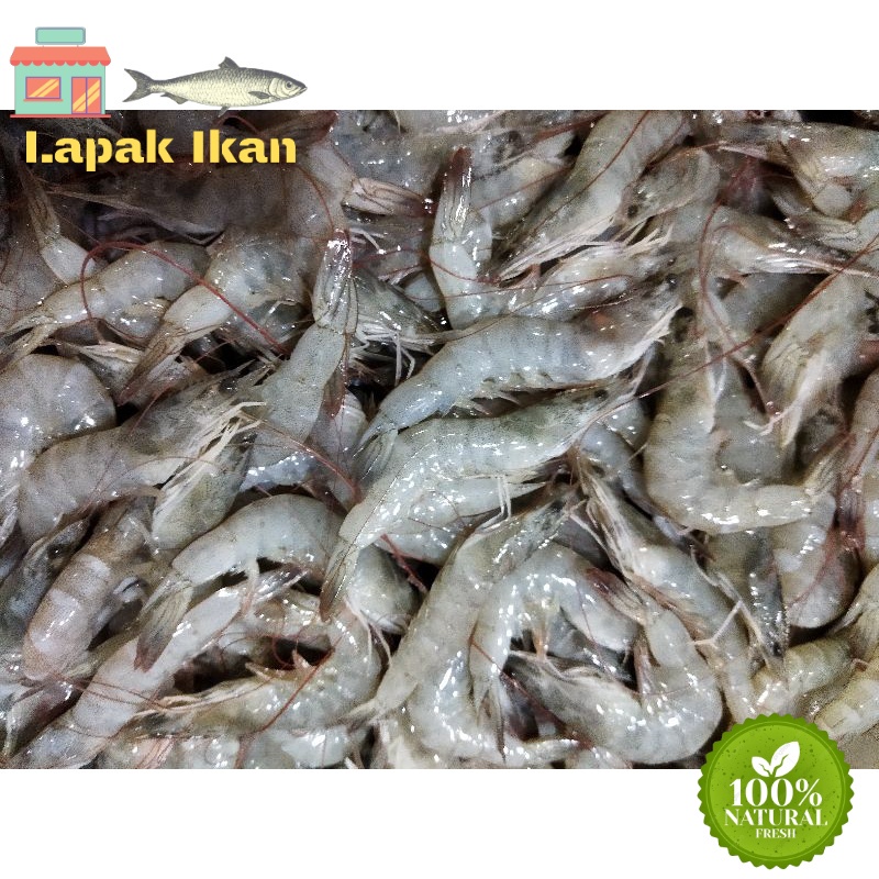 

GROSIR Udang Vaname Segar Size 150-160 Udang Fresh Segar Dan BERGARANSI 5Kilogram / 10Kilogram