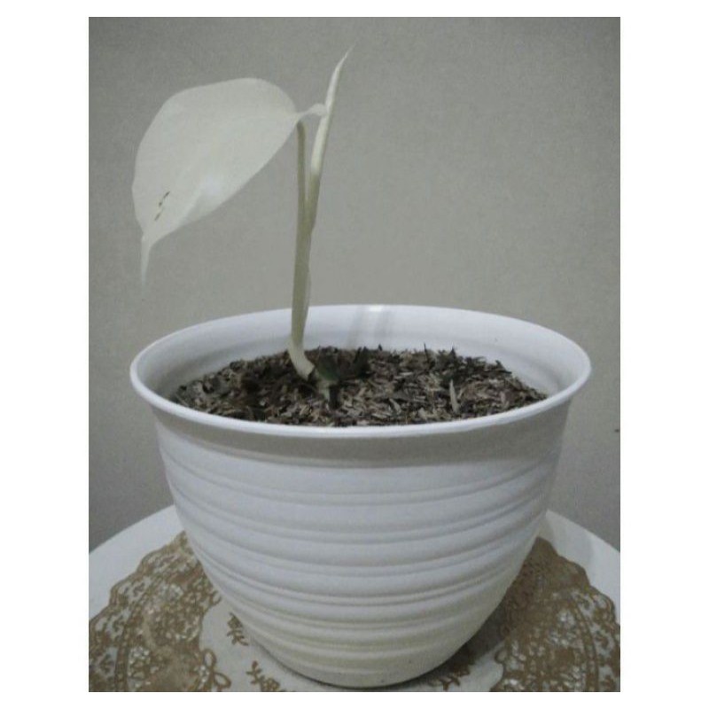 Monstera Variegata Albino - Bonggol Real Pick