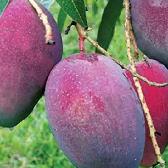 Sudah Ready.. Bibit Tanaman Buah Mangga Irwin I4R