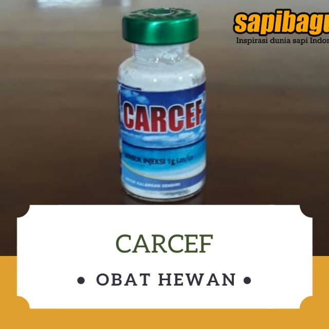 Carcef Antibiotik Sapi Kambing Domba