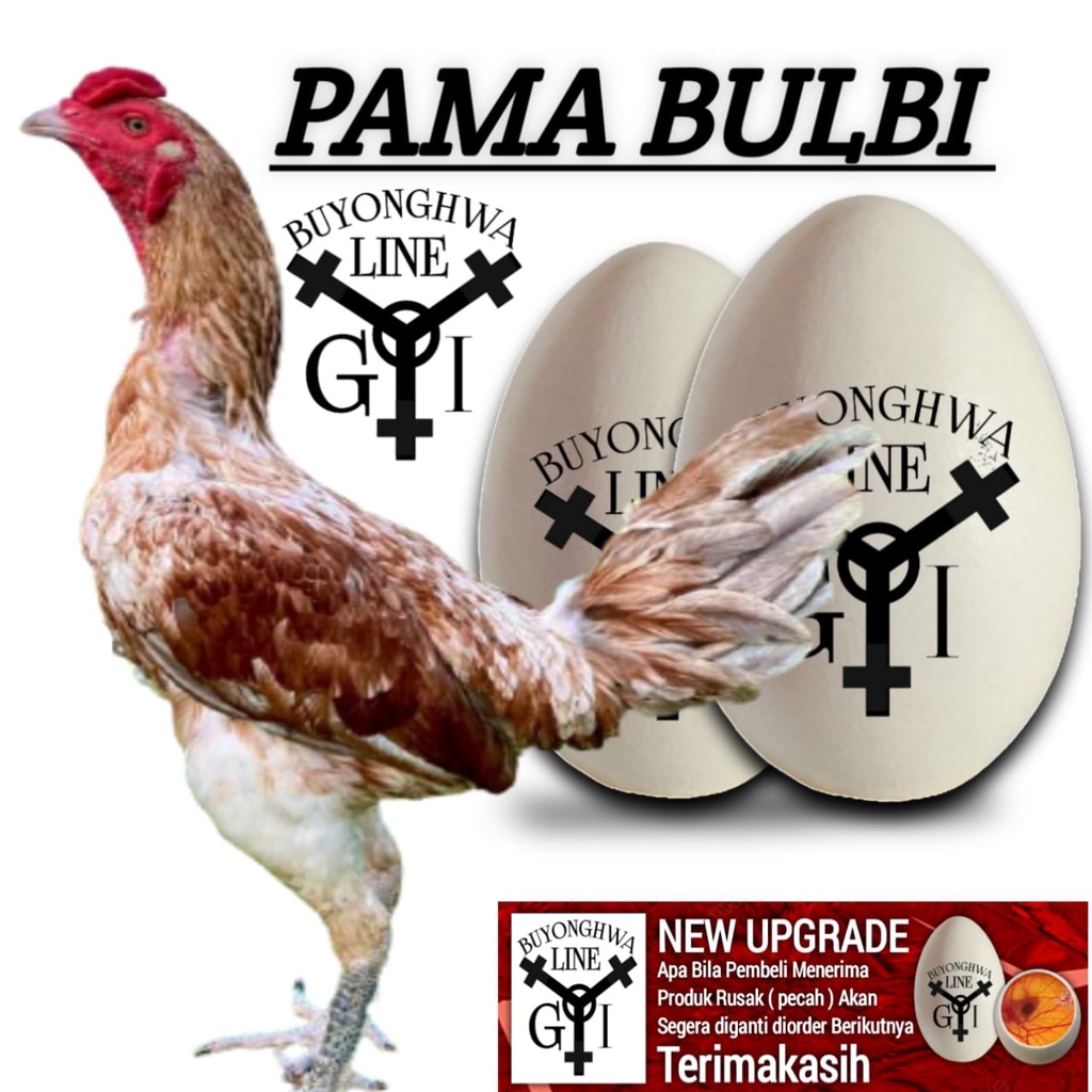 ayam pama ninja ori paket 2 butir telur segar siap tetas