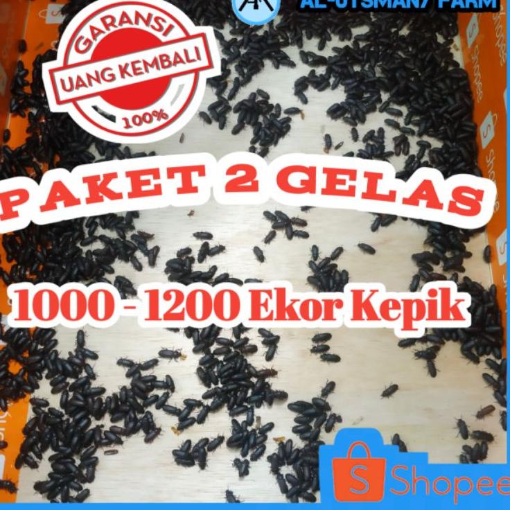 Barang Pilihan.. KEPIK ULAT HONGKONG Paket 2 gelas