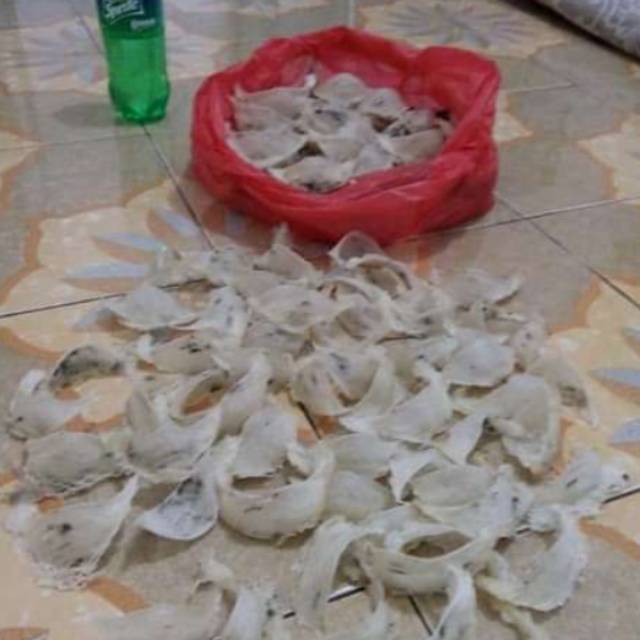 Sarang burung walet murah asli kalimantan tengah