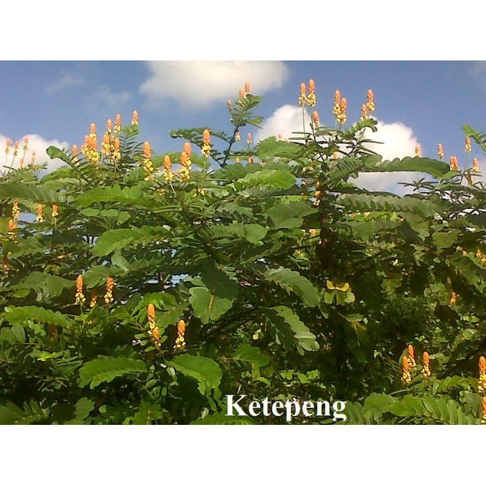 

TERBARU DAUN KETEPENG SEGAR (KIMANILA / CASSIA ALATA L) !!