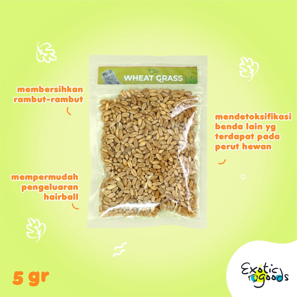 WHEAT GRASS 50g BENIH RUMPUT GANDUM 50g BIJI GANDUM BENIH GANDUM WHEATGRASS KUCING RUMPUT KUCING