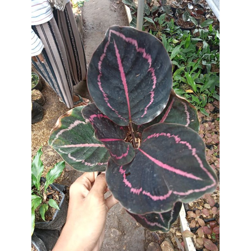 tanaman hias calathea black lipstik dewasa/indukan