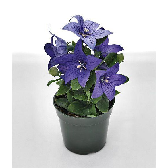 Bunga Star Blue - Platycodon Grandiflorus - Tanaman Hias