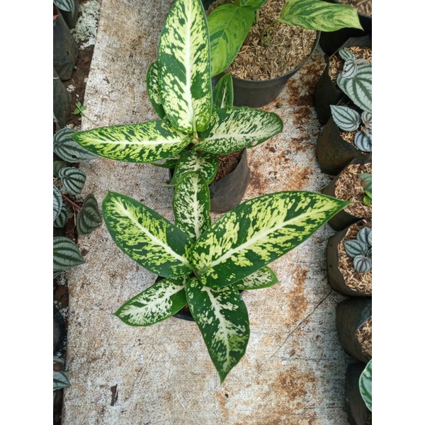 Diven / Diffenbachia sparkle size remaja-dewasa