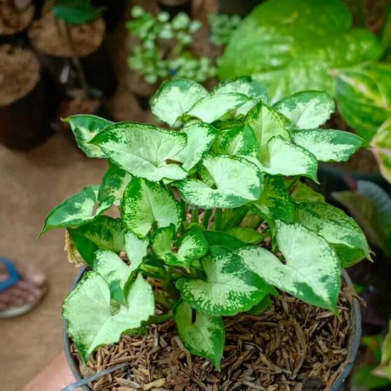 Tanaman hias syngonium mini | syngonium liliput