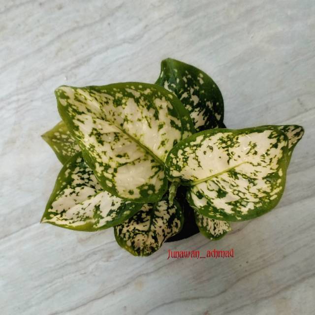 Aglonema dut Anjamani white