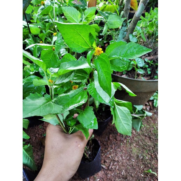 herbal daun jotang/lalapan jotang segar