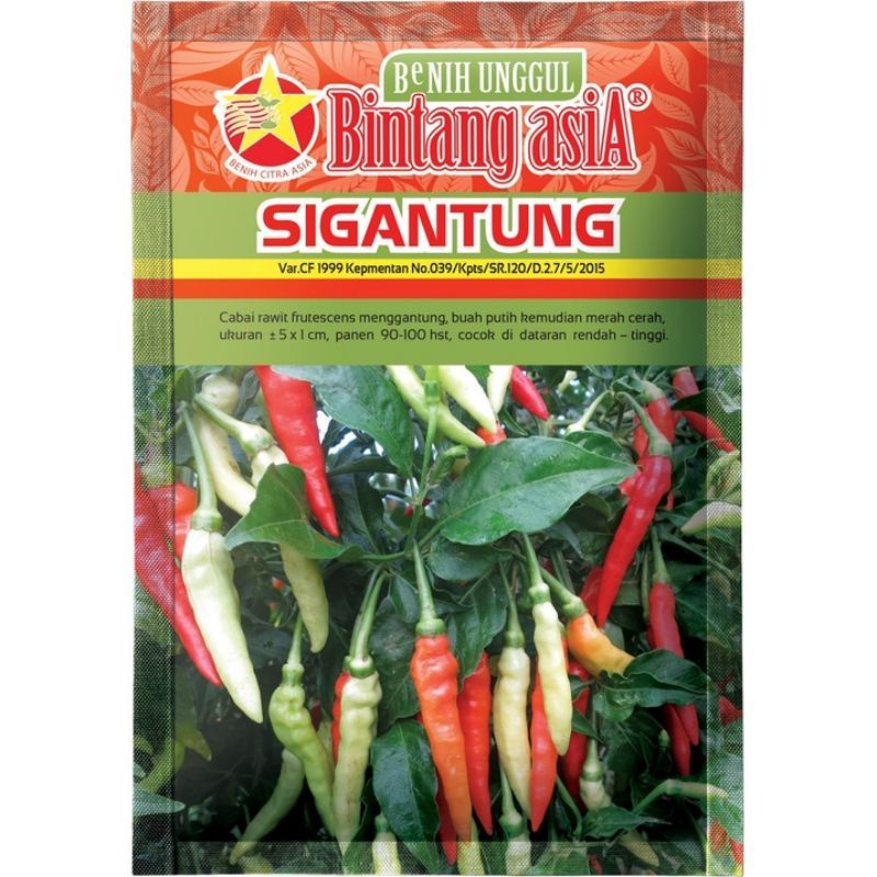 BENIH CABAI KECIL/RAWIT SIGANTUNG - BIBIT BINTANG ASIA