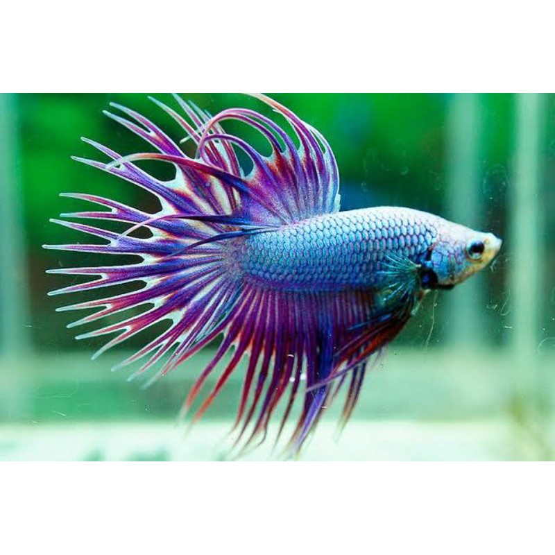 

ikan cupang crowtail jantan